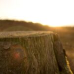 Zseniális írók egyetlen regénnyel | Könyves